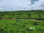 2700 acre tea Garden on Sale in West Bengal.