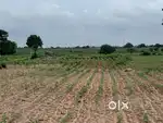 5 Acres Agriculutre for sale