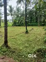House Ploat 10 Cent Per Cent 170000 - Near Kambi Palam(Moolakadavu)