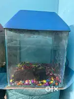 1 Ft Square Aquarium with Lid