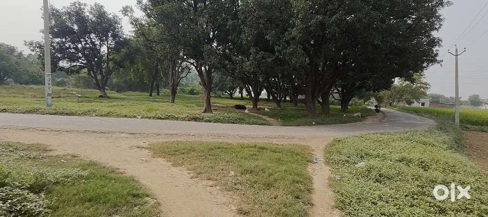 Commercial plot 29 biswa in pitch Road with Mango Tree in Cholapaur