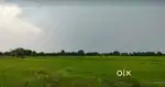 4.5 acre Agriculture land *urgent sale*