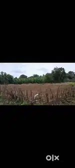 Agriculture land for sale in pungunthara