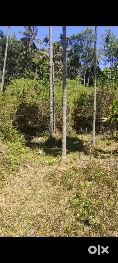 Plot in Ramackal medu