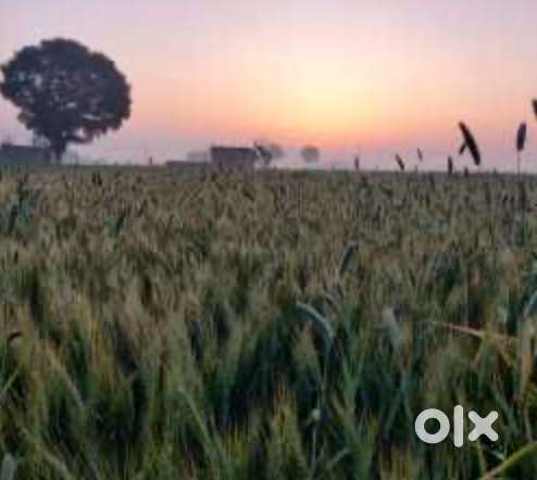 डेयरी फार्म सहायक/ ਡੈਅਰੀ ਫਾਰਮ ਹੈਲਪਰ (Farm helper)