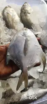 Cook fish tawa fry and cutting