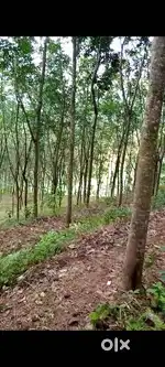 Rubber plantation land