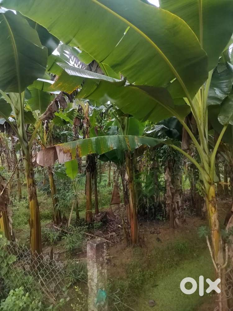 20 cents agricultural land for sale in Vembayam at 1.5L/cent