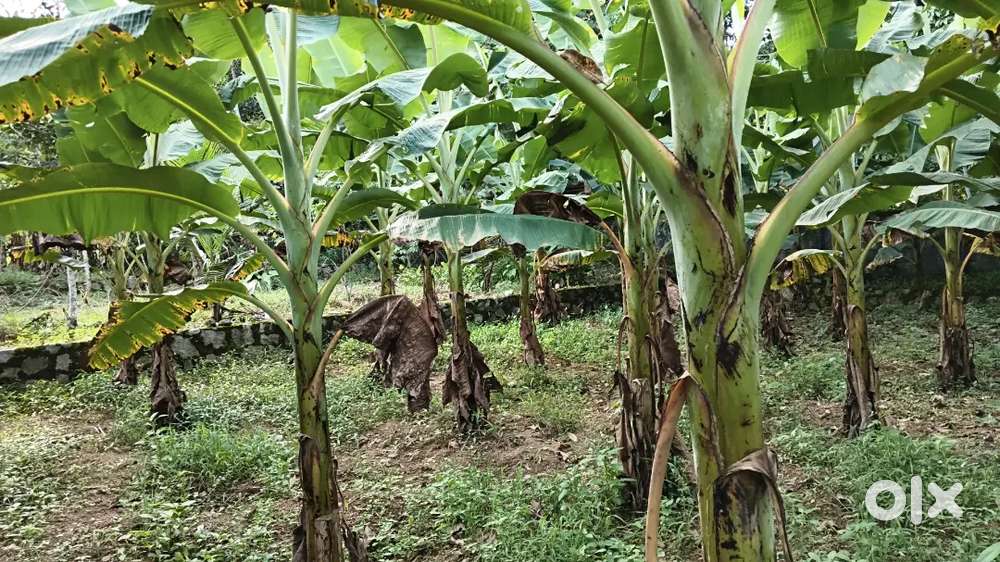 Lory sit, dryland,4 km from pothankod,meenara