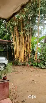 Golden bamboos.