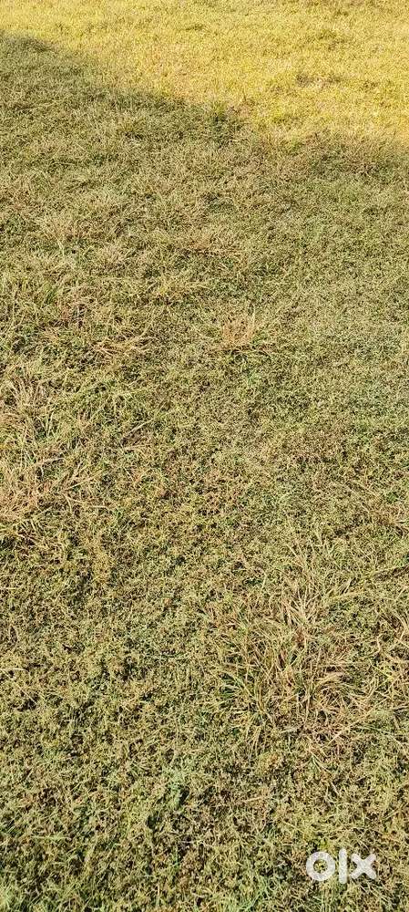 100 gajh plot Mandi location Registry near Chattarpur