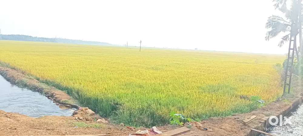 1.5 ഏക്കർ കൃഷിചെയ്യുന്ന നിലം വിൽപനയ്ക്ക് .