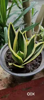 Indoor Plants for Sale