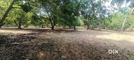 6 ACRES CHIKU WADI at 87 Rs Per square feet on KOSBAD ROAD  in DAHANU
