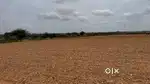 5.3 acres Agricultural Land for Sale in Kudair Mandal