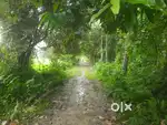 Sale 25 bigha plot