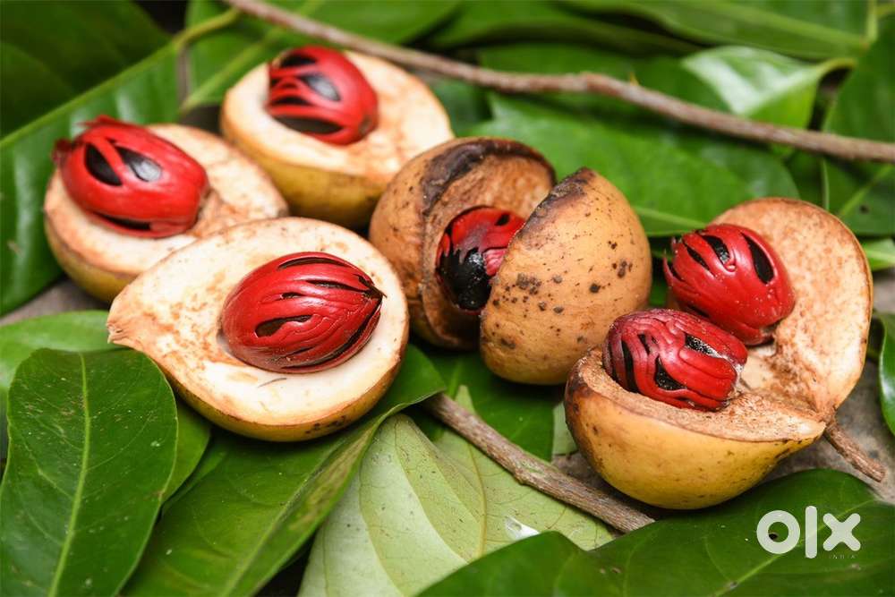 വരുമാനമുള്ള ജാതിക്കാ തോട്ടം വില്പനക്ക്