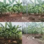 LAND FOR SALE IN PAZHAMTHOTTAM,ERNAKULAM .20 cents approx