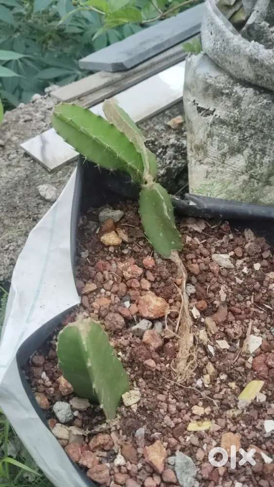 Sale for plot