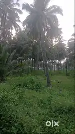 35 Acres-Coconut Farm Land-Kinathukadavu Area-Acre 1.25 Crore