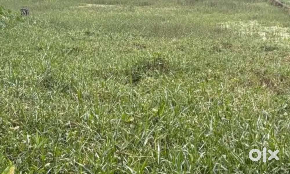 হিলি বালুরঘাট ৫১২ নাম্বার জাতীয় সড়কের পাশে তুলসীপুর এরিয়াতে জমি