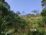 Resort Land 2.64 Acre Plot in Periya, Wayanad