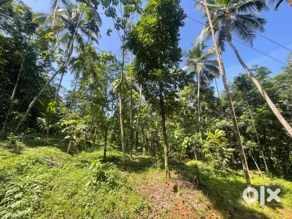 95 cent which contain areacanut, cocanut and rubber plants also.