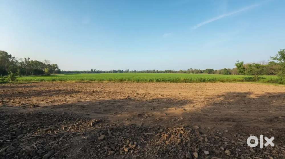 50 Dismil Residential Plot in Ricemil Para, Bhanupratappur