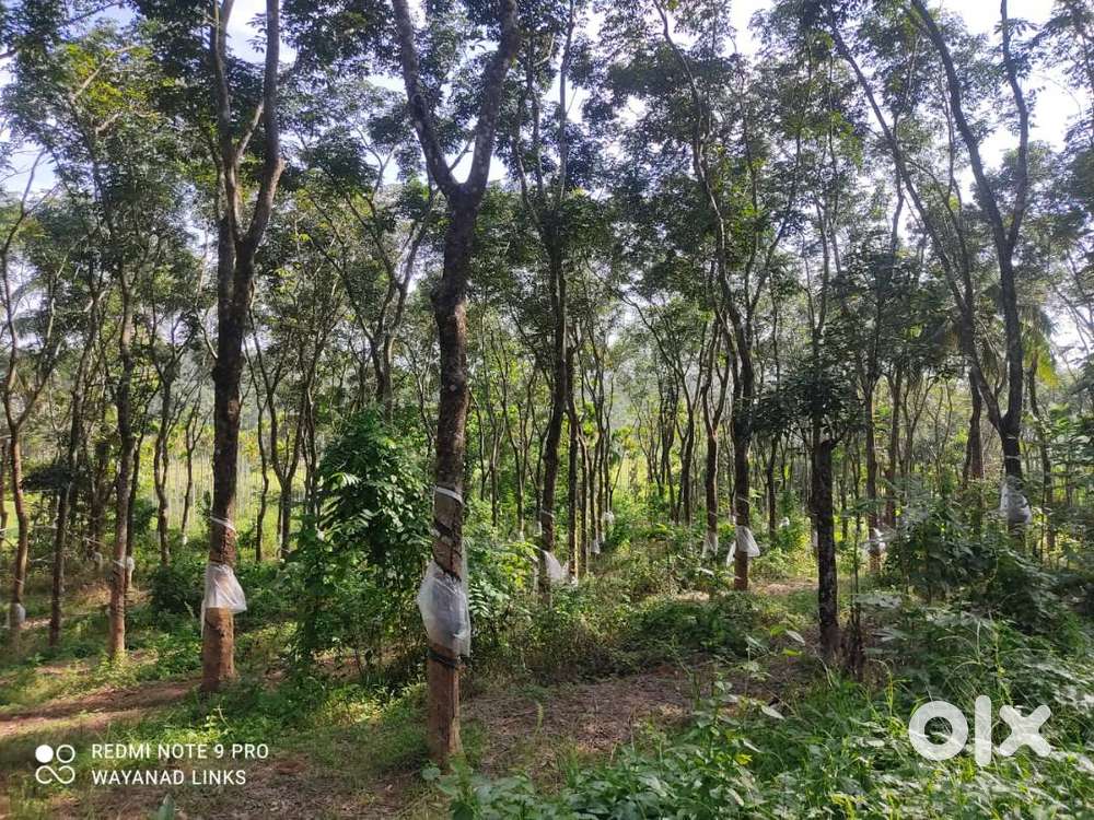 4 Lakhs own 10 cent plot in Wayanad