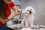 Customer care and Pet lovers