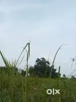 Koee document nahi chahiye