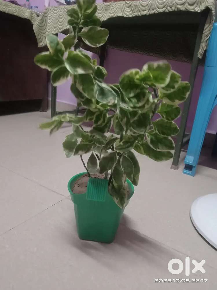 Pavi Nursery