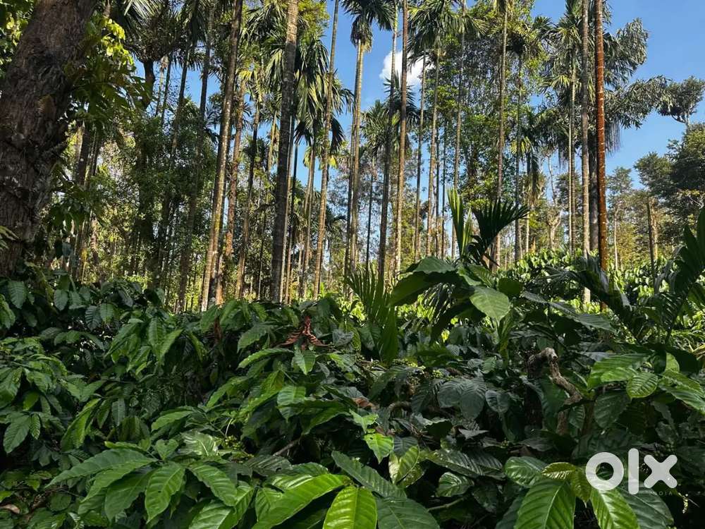 2acre 12guntha well maintained plantation for sale haanubaalu