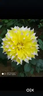 Qalb nursery