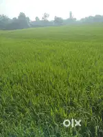 30लाख बिगहा
