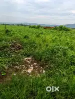 15 bigha jameen bikau h 38lac per bigha link road tuch(1km  under)