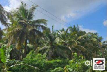 Farmland for sale in Kanjikode, Palakkad