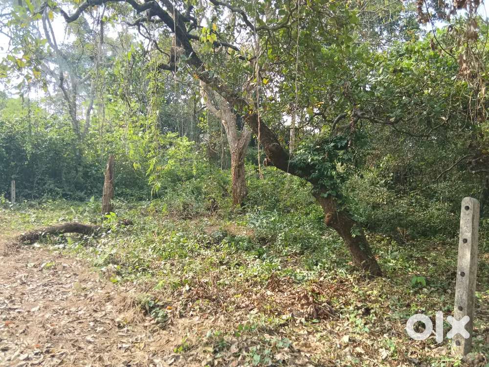 Porvorim salvador-de-mund plot