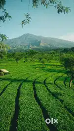 Kerala idukki district 4300 Acers