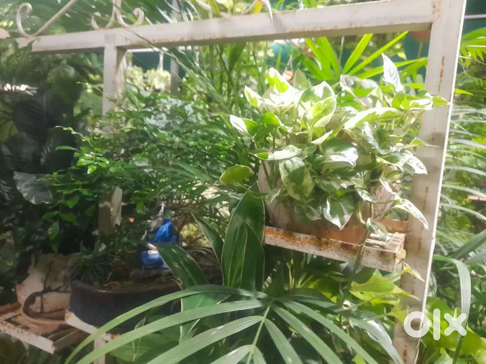 Plant Nursery Gardener, Horticulturist Executive, Mali