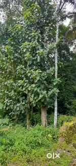 7 cent  2 plots in avoly Anikadu Avoly