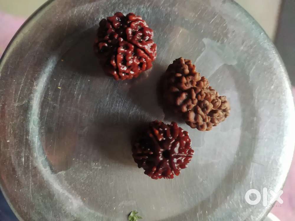Rudraksha blessed by shiva