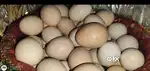 Free Range Desi Eggs