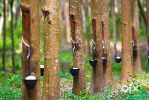 8 Acer Rubber Plantation Land for Sale, 55000/cent