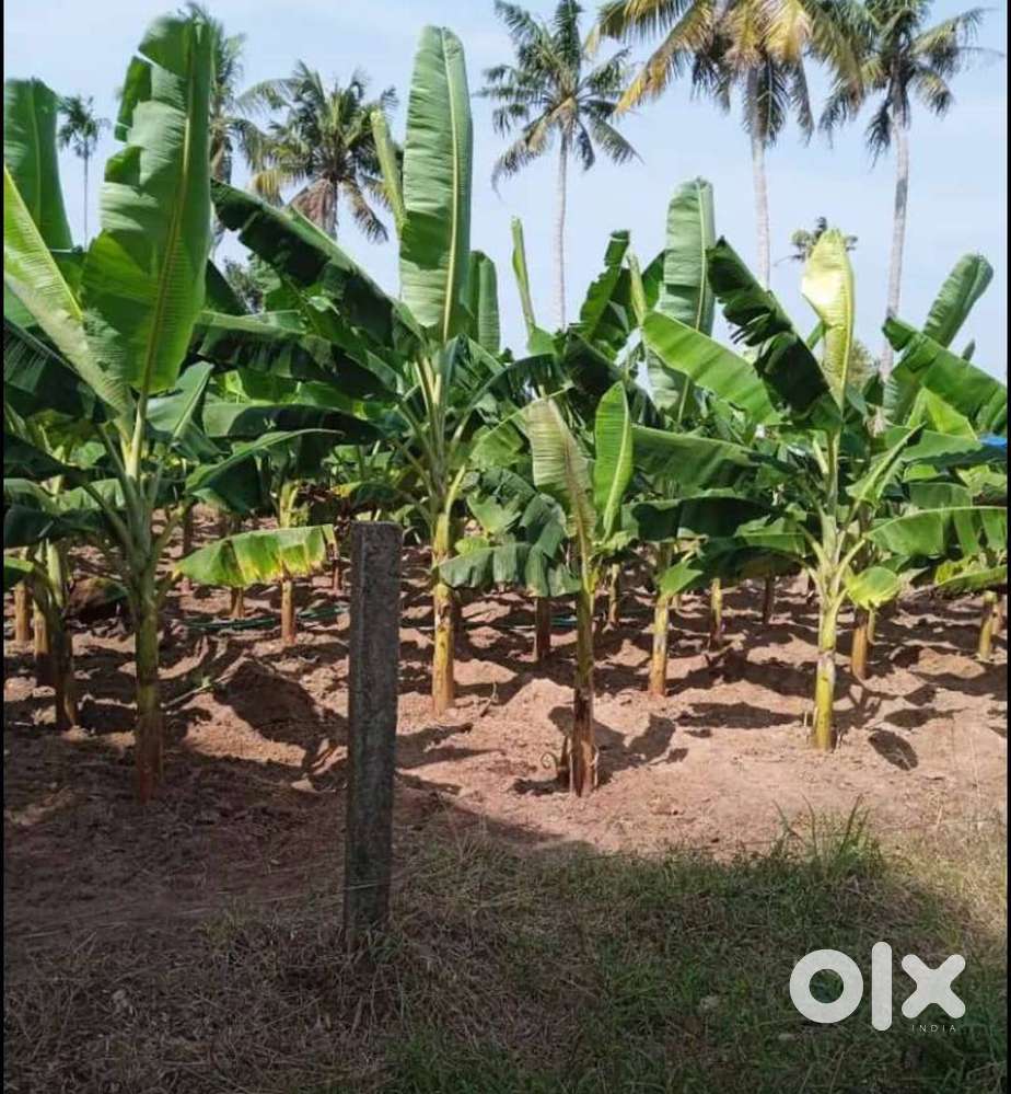 പൊറത്തുശേരി, ഇരിഞ്ഞാലക്കുടയിലെ മനോഹരമായ ഭൂമി വിൽപ്പനയ്ക്ക്.