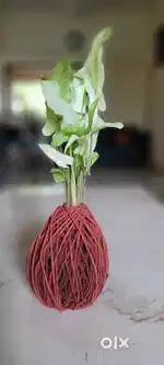 Plant - indoor plant