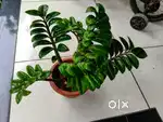 Plants for home garden