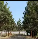 JG Plot for Sale