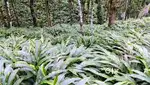 Idukki Marykulam Near 66 AC CHR pattayam Cardamom estate for sale