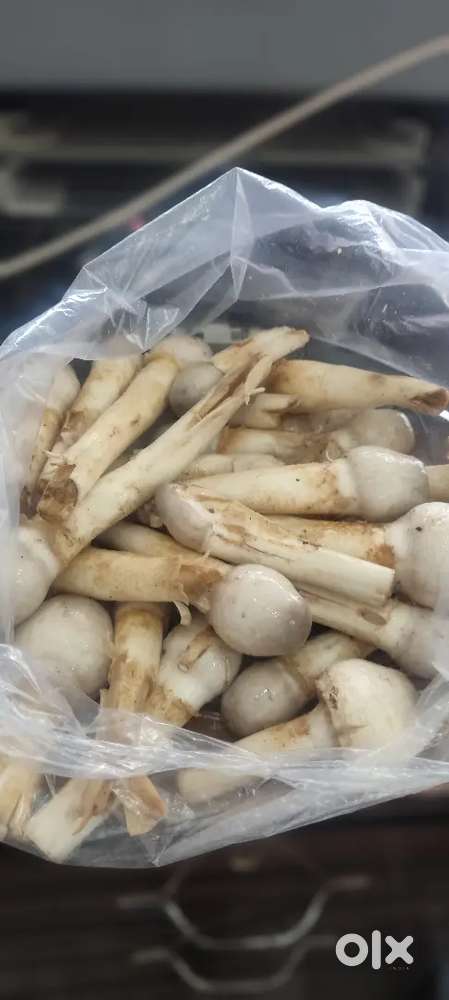 Main chef all master